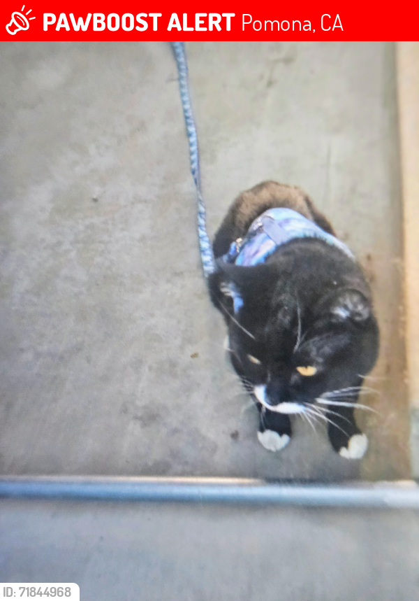 Lost Male Cat last seen Monterey st, Pomona by the Pomona Adult Daycare Center, Pomona, CA 91767