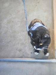 Lost Male Cat last seen Monterey st, Pomona by the Pomona Adult Daycare Center, Pomona, CA 91767