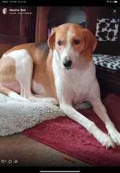 Lost Female Dog last seen Highway 460 east, Goode, VA 24556