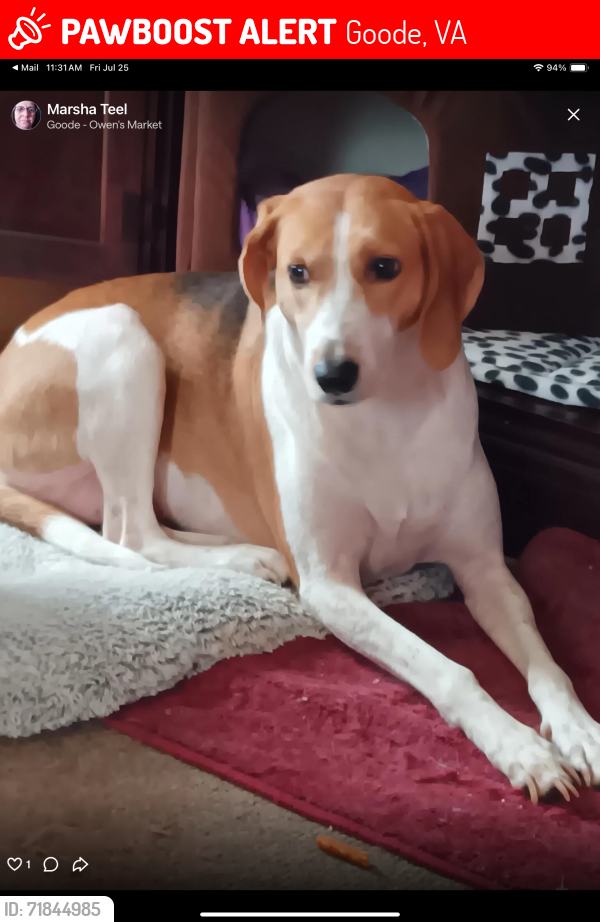 Lost Female Dog last seen Highway 460 east, Goode, VA 24556