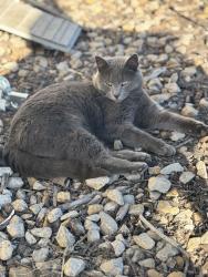 Lost Female Cat last seen 207th St & Dempsey Rd, Tonganoxie, KS 66086