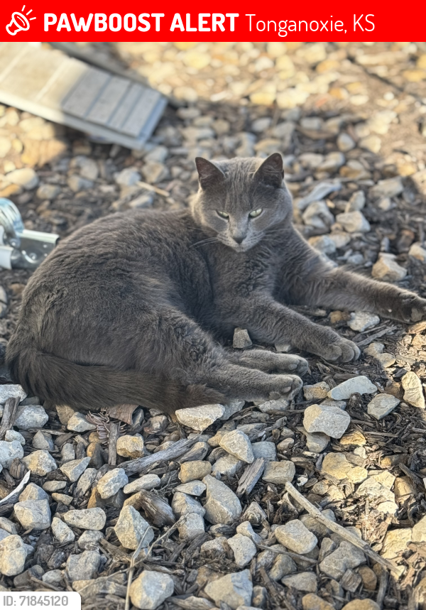 Lost Female Cat last seen 207th St & Dempsey Rd, Tonganoxie, KS 66086