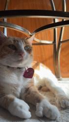 Lost Female Cat last seen South Newfane, Newfane, VT 05345