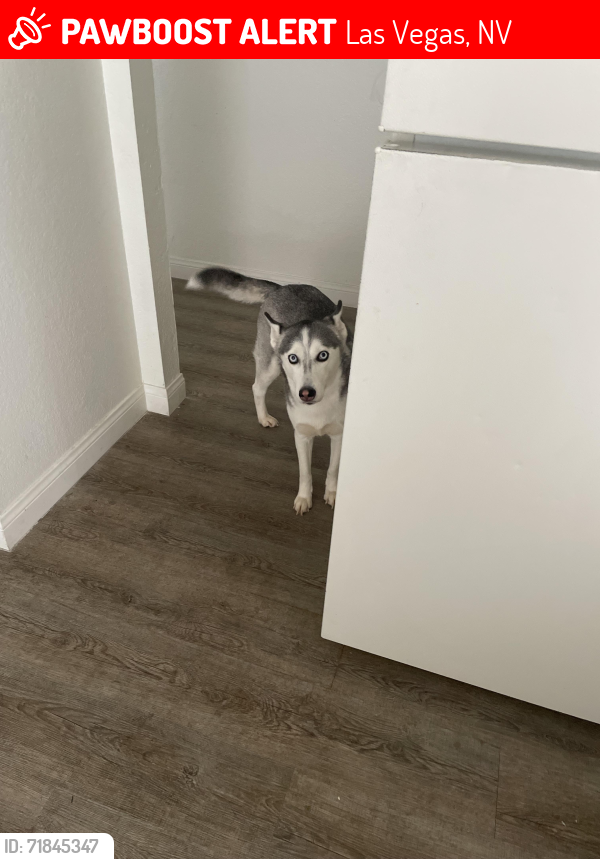 Lost Female Dog last seen E Bonanza N Maryland Pkwy, Las Vegas, NV 89101