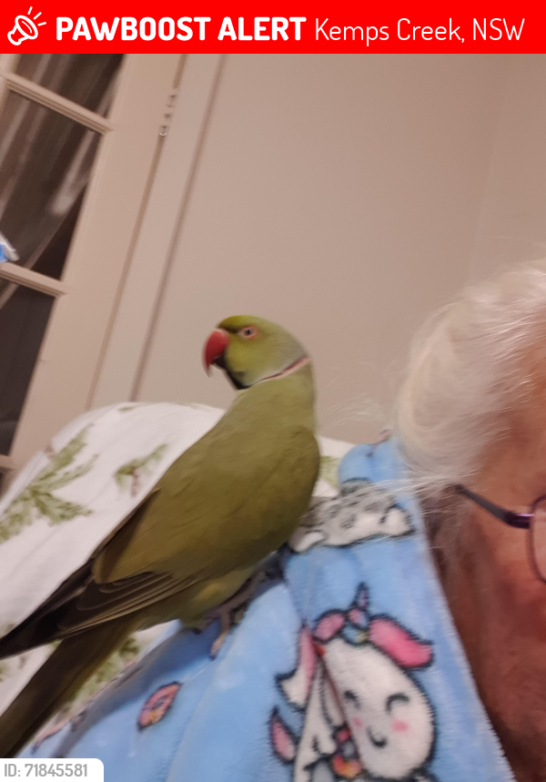 Lost Male Bird last seen kemps creek, Kemps Creek, NSW 2178