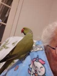 Lost Male Bird last seen kemps creek, Kemps Creek, NSW 2178