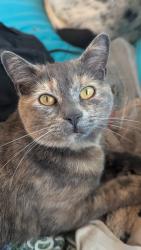Lost Female Cat last seen Trumble Creek Rd and Rose Crossing, Kalispell, MT 59901