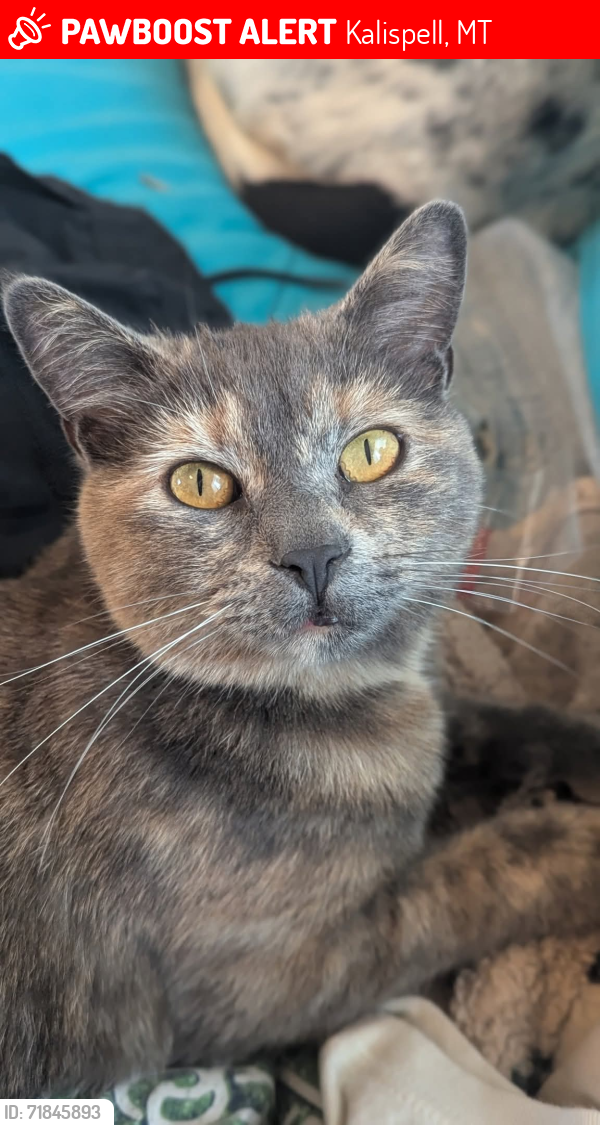 Lost Female Cat last seen Trumble Creek Rd and Rose Crossing, Kalispell, MT 59901