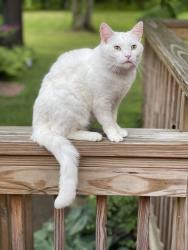 Lost Male Cat last seen Ridgewood Acres, Cambridge, OH 43725