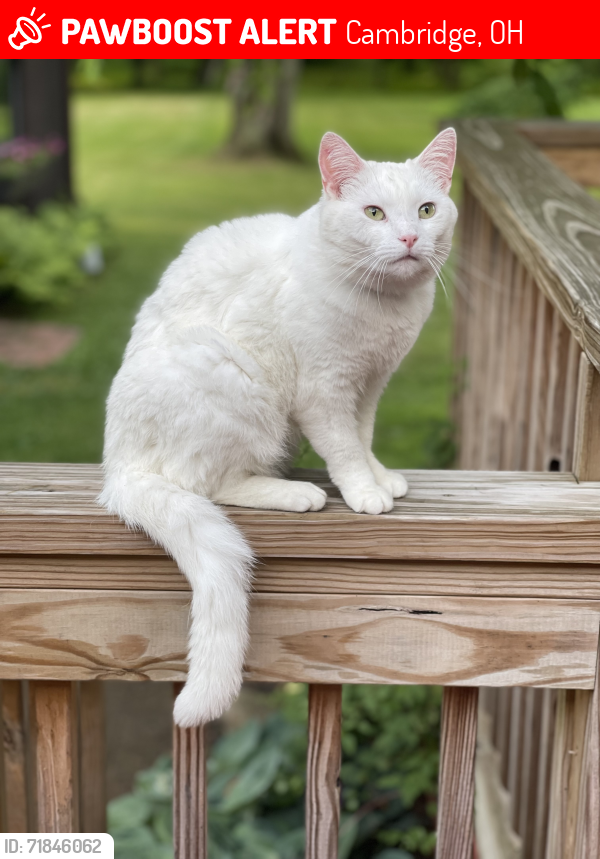 Lost Male Cat last seen Ridgewood Acres, Cambridge, OH 43725