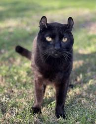 Lost Male Cat last seen Railton Street/ Lexington Road, Pico Rivera, CA 90660