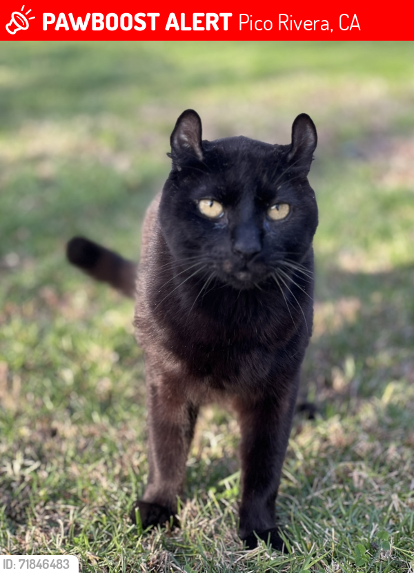 Lost Male Cat last seen Railton Street/ Lexington Road, Pico Rivera, CA 90660
