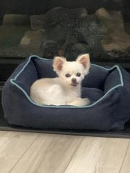 Lost Female Dog last seen Woodlief Subdivision, Franklin County, NC 27596