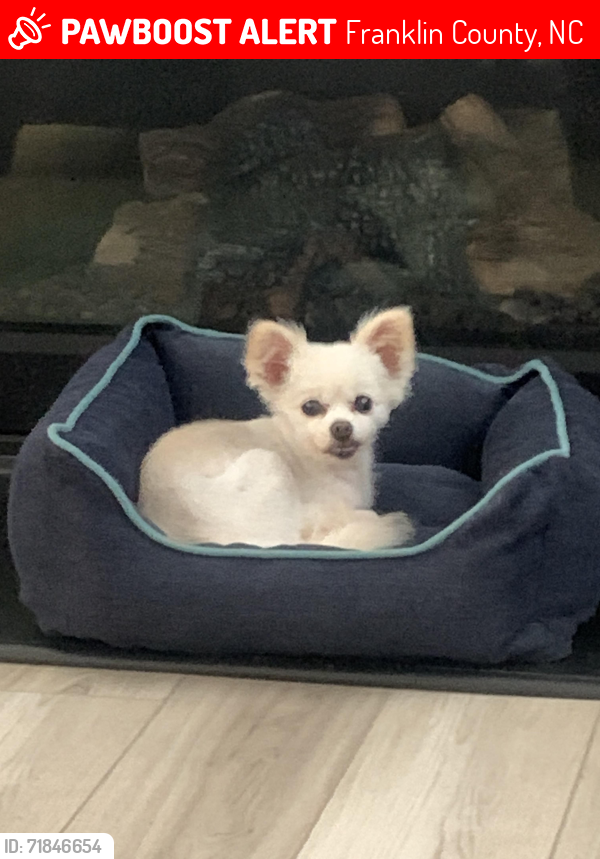 Lost Female Dog last seen Woodlief Subdivision, Franklin County, NC 27596