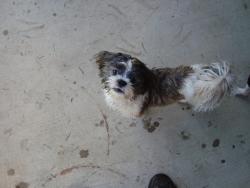 Lost Male Dog last seen West Columbus Street , Bakersfield, CA 93301