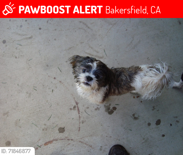 Lost Male Dog last seen West Columbus Street , Bakersfield, CA 93301