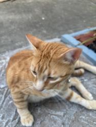 Lost Male Cat last seen Sheppard St & Virginia Ave., Altamonte Springs, FL 32701