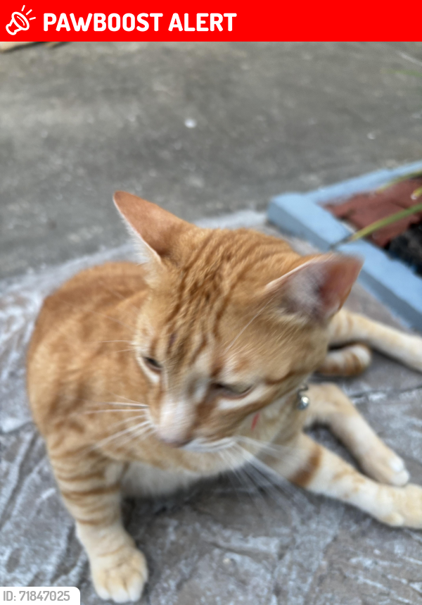 Lost Male Cat last seen Sheppard St & Virginia Ave., Altamonte Springs, FL 32701