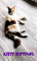 Lost Female Cat last seen Naples / Monserate , Chula Vista, CA 91911