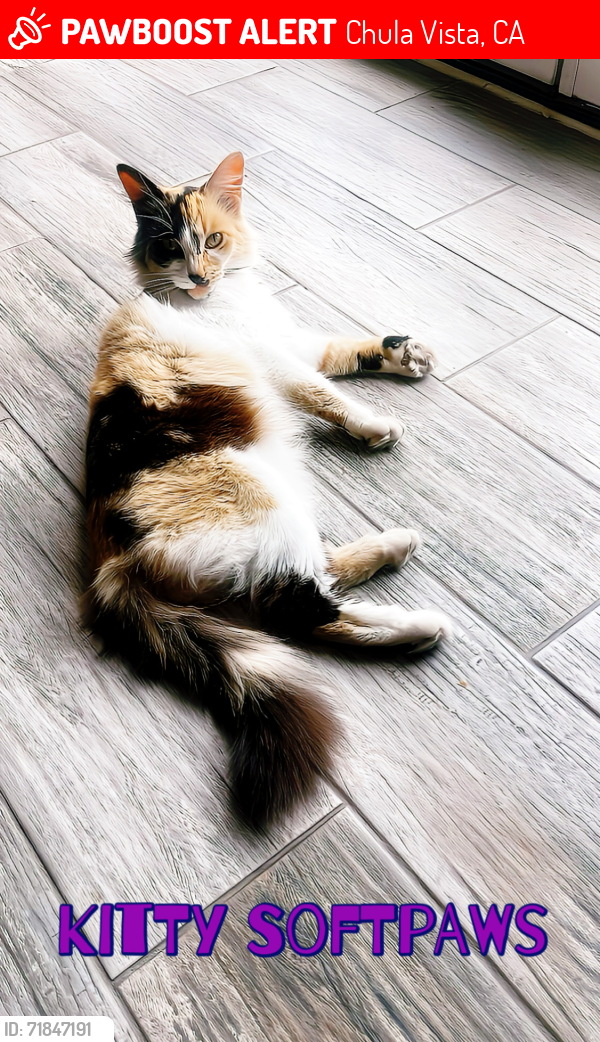 Lost Female Cat last seen Naples / Monserate , Chula Vista, CA 91911