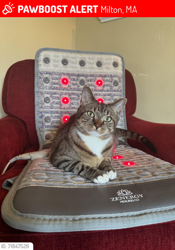 Lost Male Cat last seen Weston St. and Meagher Ave., Milton, MA 02186