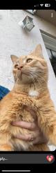 Lost Male Cat last seen Stewart, Melbourne, FL 32935