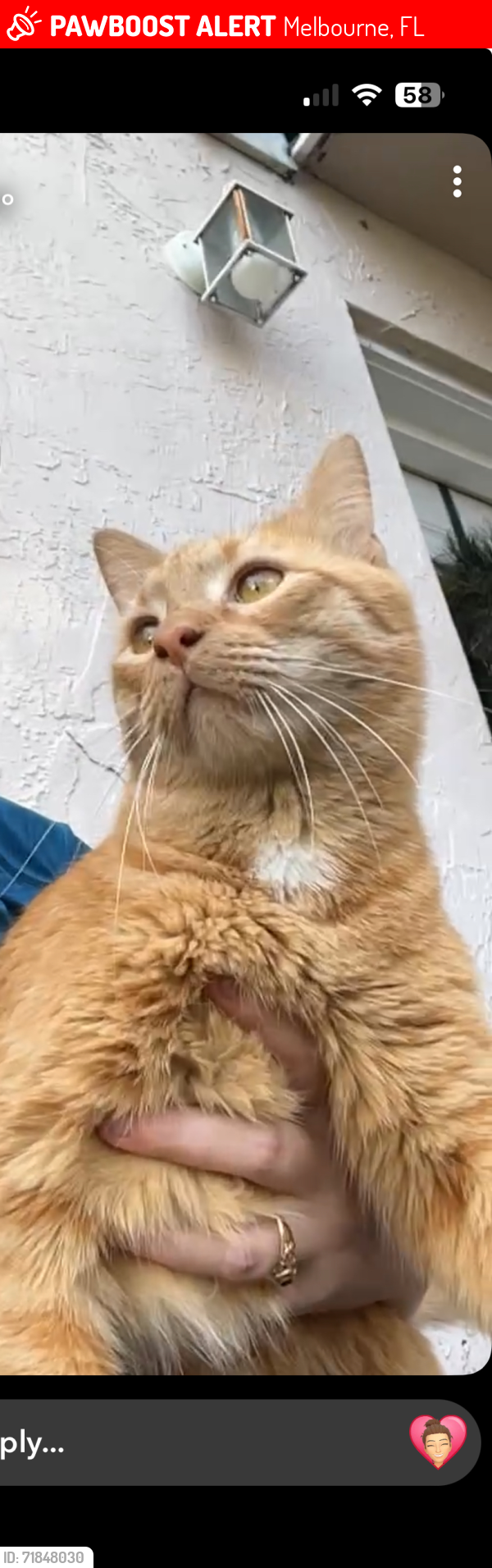 Lost Male Cat last seen Stewart, Melbourne, FL 32935