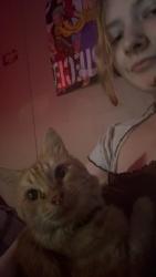 Lost Male Cat last seen Meridian, Wichita, KS 67217