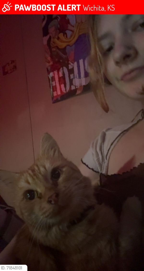 Lost Male Cat last seen Meridian, Wichita, KS 67217