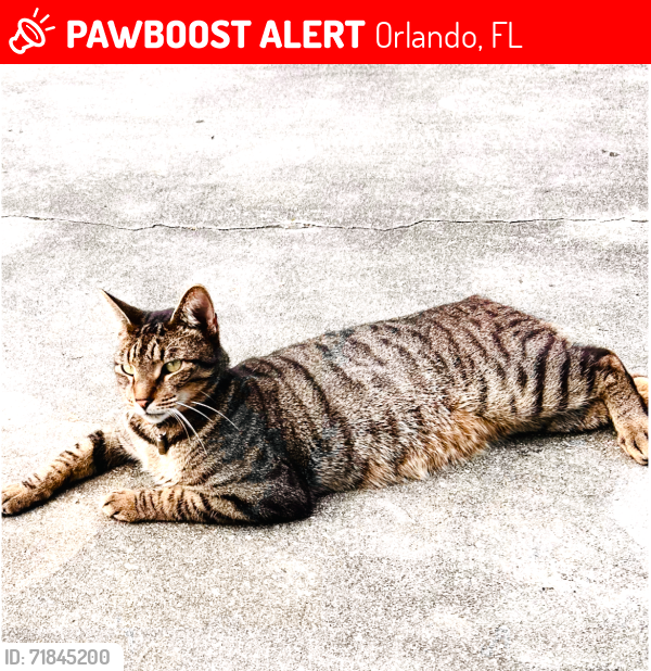 Lost Male Cat last seen Bumby and Marzel/or Raeford, Orlando, FL 32806