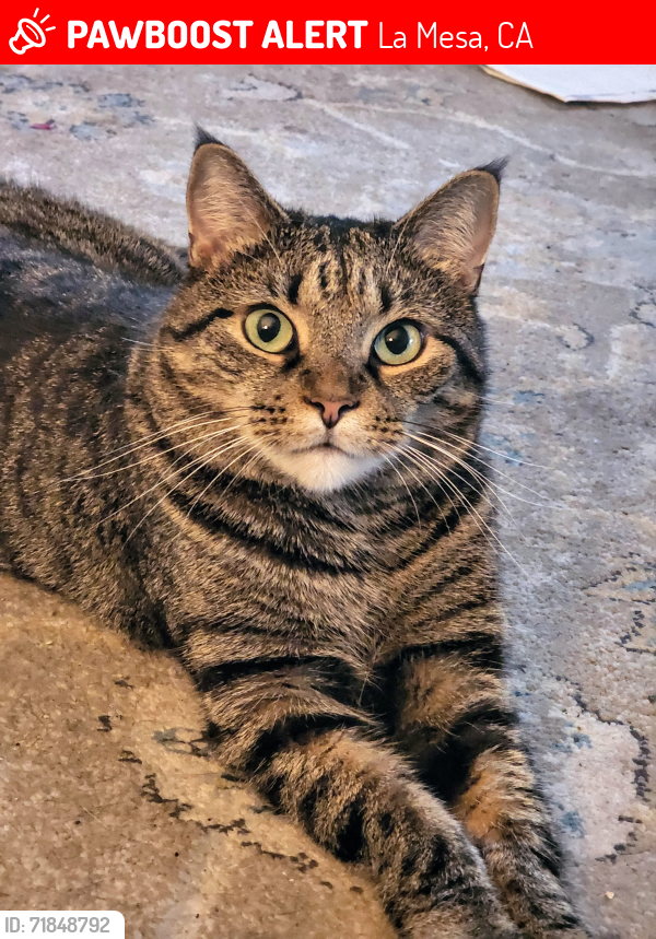 Lost Male Cat last seen Close to amaya train station, Amaya and fletcher, La Mesa, CA 91942