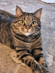 Lost Male Cat last seen Close to amaya train station, Amaya and fletcher, La Mesa, CA 91942