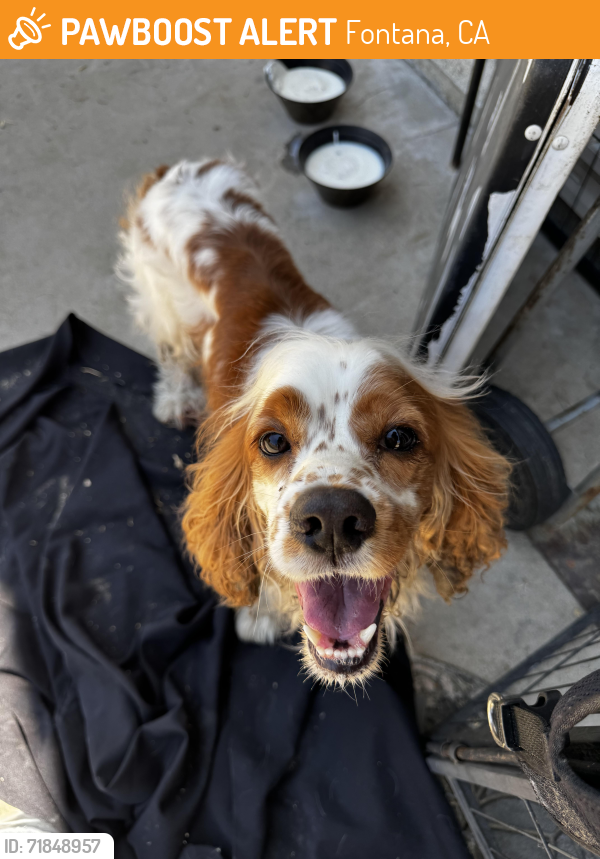 Surrendered Male Dog last seen Miller ave and lime ave is the closest cross street. , Fontana, CA 92336