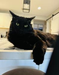 Lost Male Cat last seen IH-35 and Somerset Rd. area. , San Antonio, TX 78211