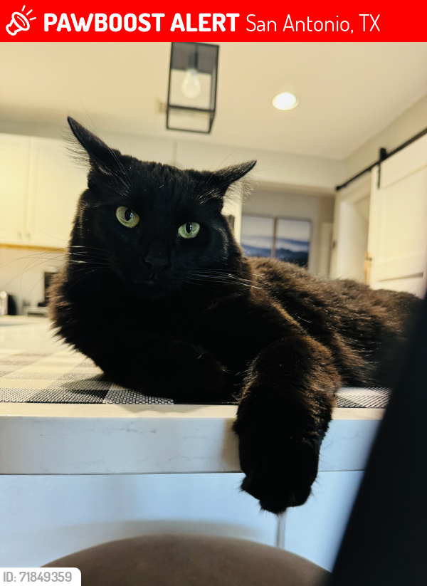 Lost Male Cat last seen IH-35 and Somerset Rd. area. , San Antonio, TX 78211