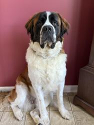Lost Male Dog last seen Wilkes Middle School, Moravian Falls, NC 28654