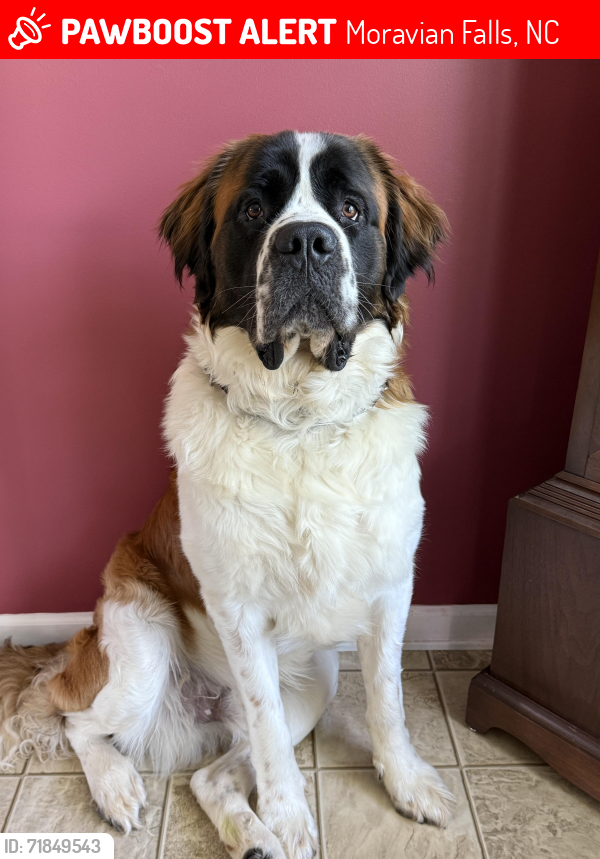 Lost Male Dog last seen Wilkes Middle School, Moravian Falls, NC 28654