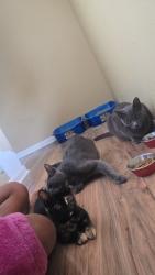 Lost Male Cat last seen Fondren, Missouri City, TX 77489