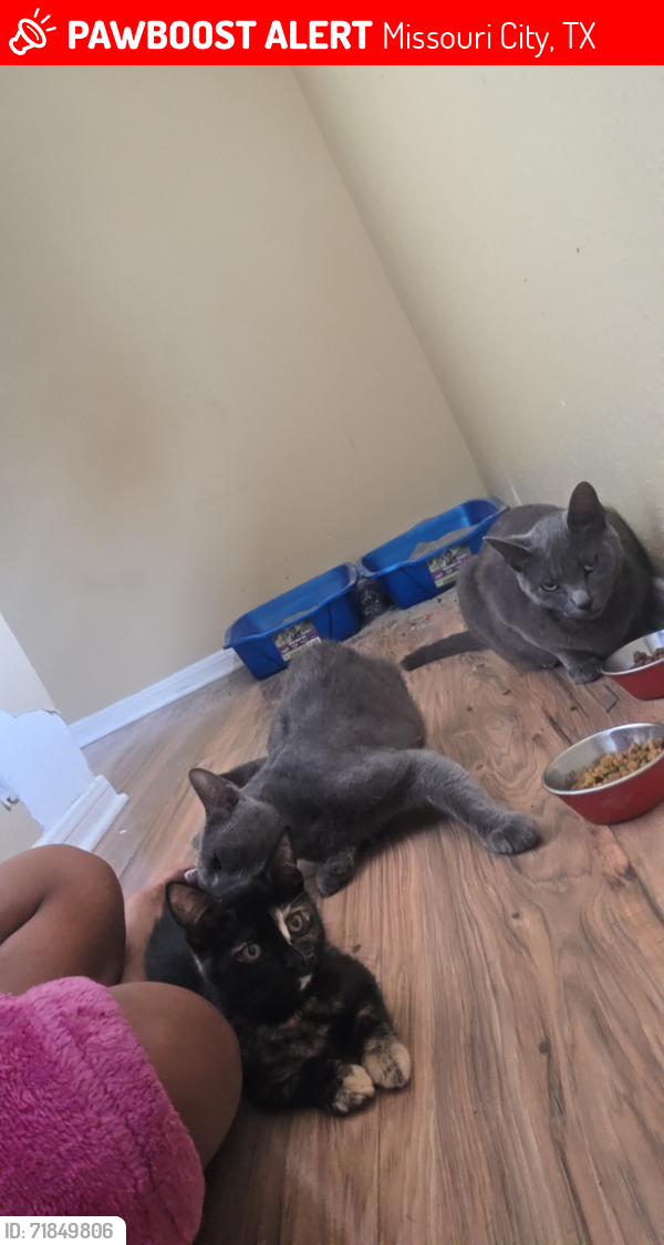 Lost Male Cat last seen Fondren, Missouri City, TX 77489