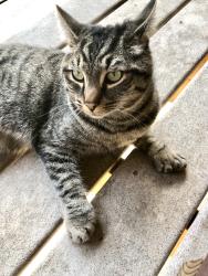 Lost Male Cat last seen Loves Travel Stop, 1512 Hwy 97, Ellensburg, WA, Ellensburg, WA 98926