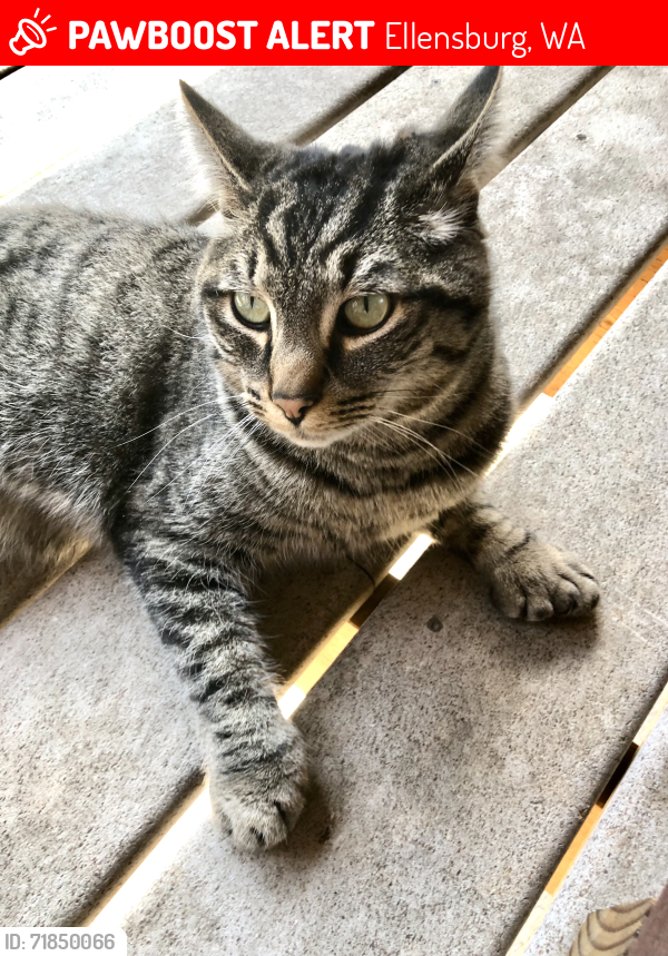Lost Male Cat last seen Loves Travel Stop, 1512 Hwy 97, Ellensburg, WA, Ellensburg, WA 98926