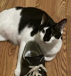 Lost Male Cat last seen Buckingham and Garland , Garland, TX 75040