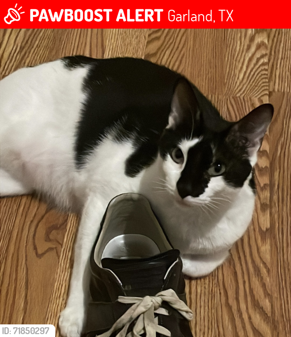 Lost Male Cat last seen Buckingham and Garland , Garland, TX 75040