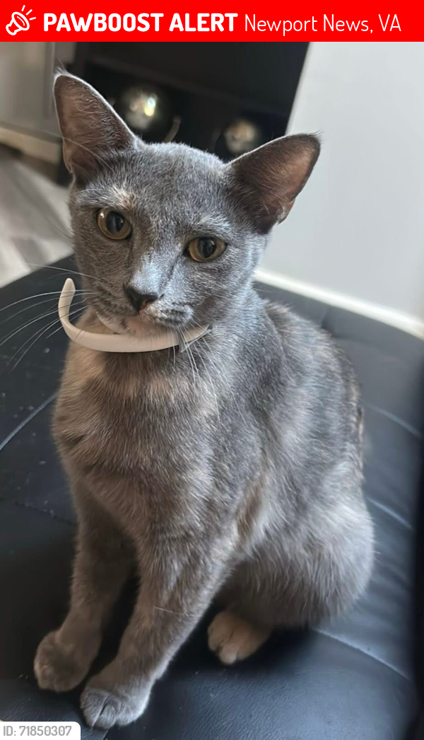 Lost Female Cat last seen Warwick Community calle Lewis Drive Newport News, VA 23606, Newport News, VA 23606