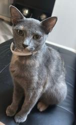 Lost Female Cat last seen Warwick Community calle Lewis Drive Newport News, VA 23606, Newport News, VA 23606