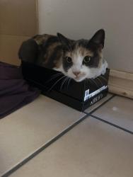 Lost Female Cat last seen Near E 2nd St, Santa Ana, CA 92701