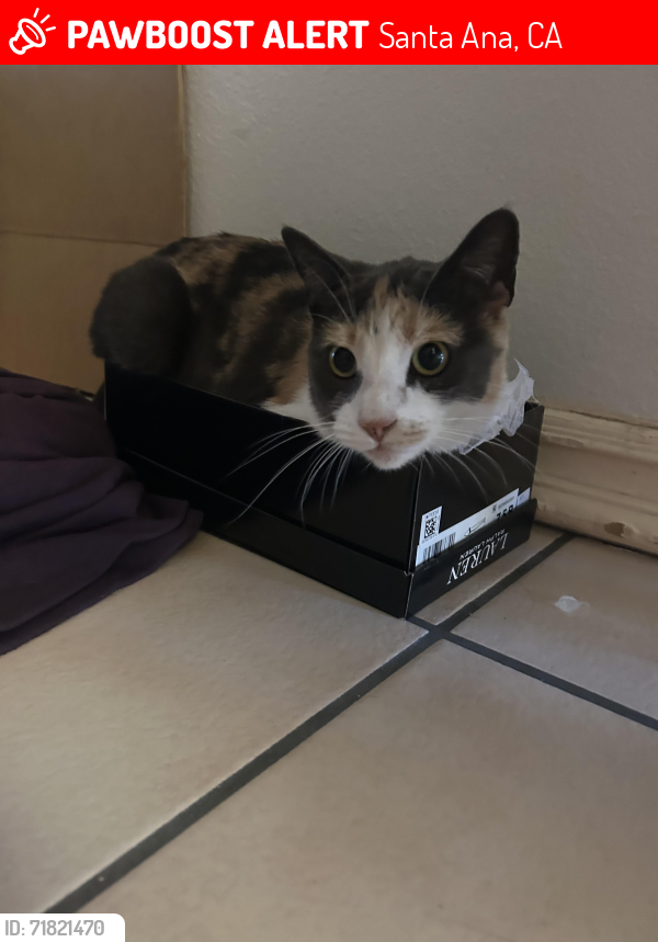 Lost Female Cat last seen Near E 2nd St, Santa Ana, CA 92701