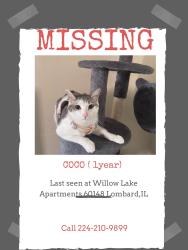 Lost Female Cat last seen 21W585 Lynn Rd Apt 13, Lombard, IL 60148