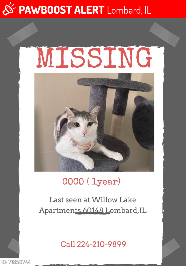 Lost Female Cat last seen 21W585 Lynn Rd Apt 13, Lombard, IL 60148