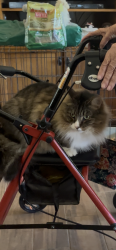 Lost Male Cat last seen Scott and Antelope Rd, Menifee, CA 92584